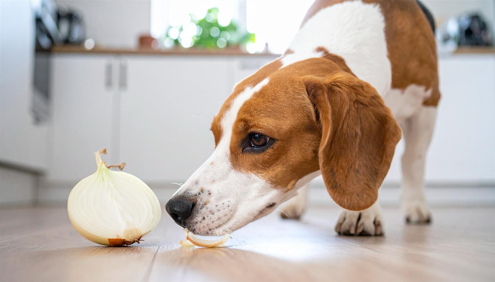 Hund schnuppert an einer aufgeschnittenen Zwiebel auf dem Boden
