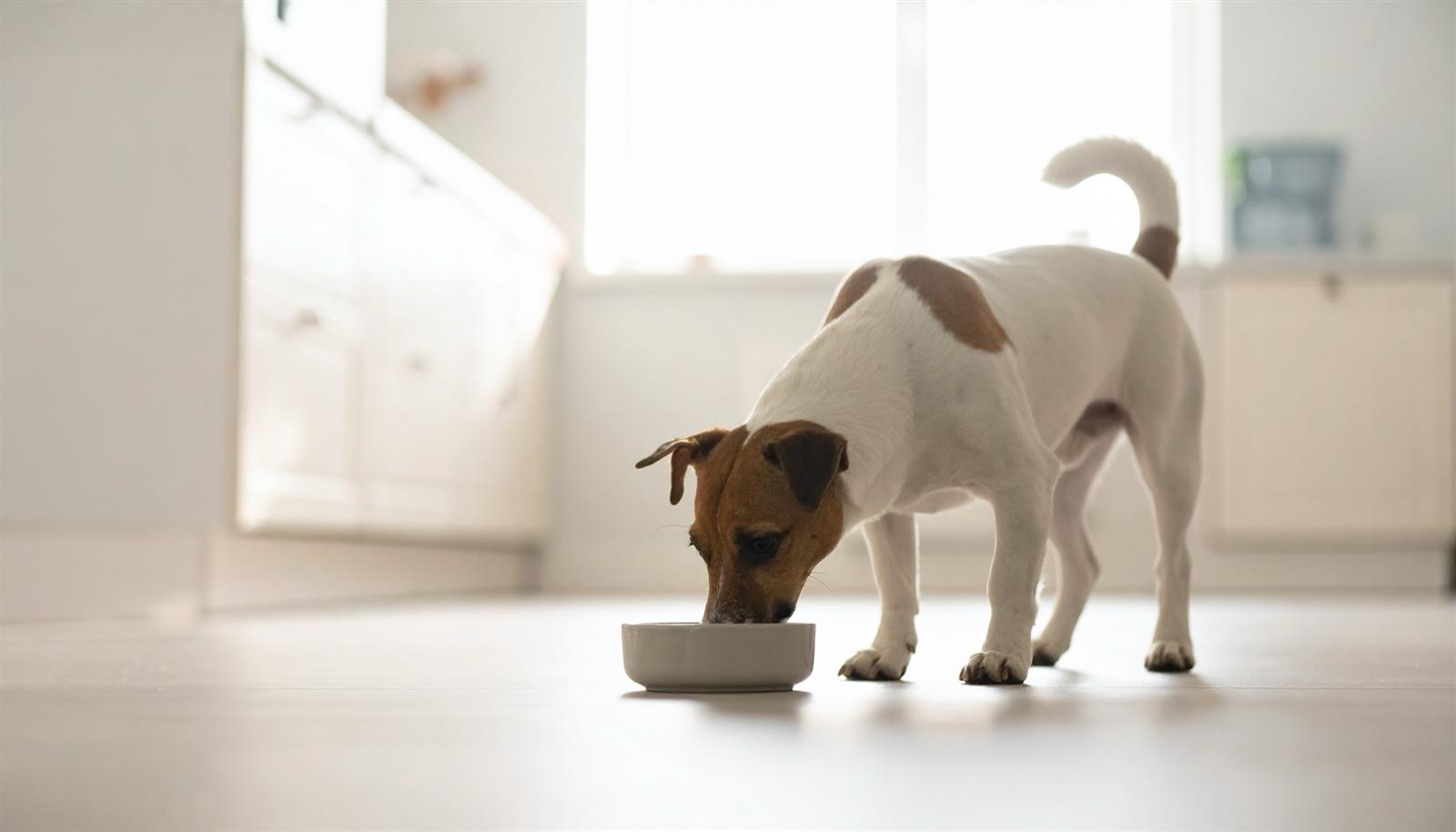 Hund senkt die Nase zu einem Napf mit Milch auf dem Küchenboden
