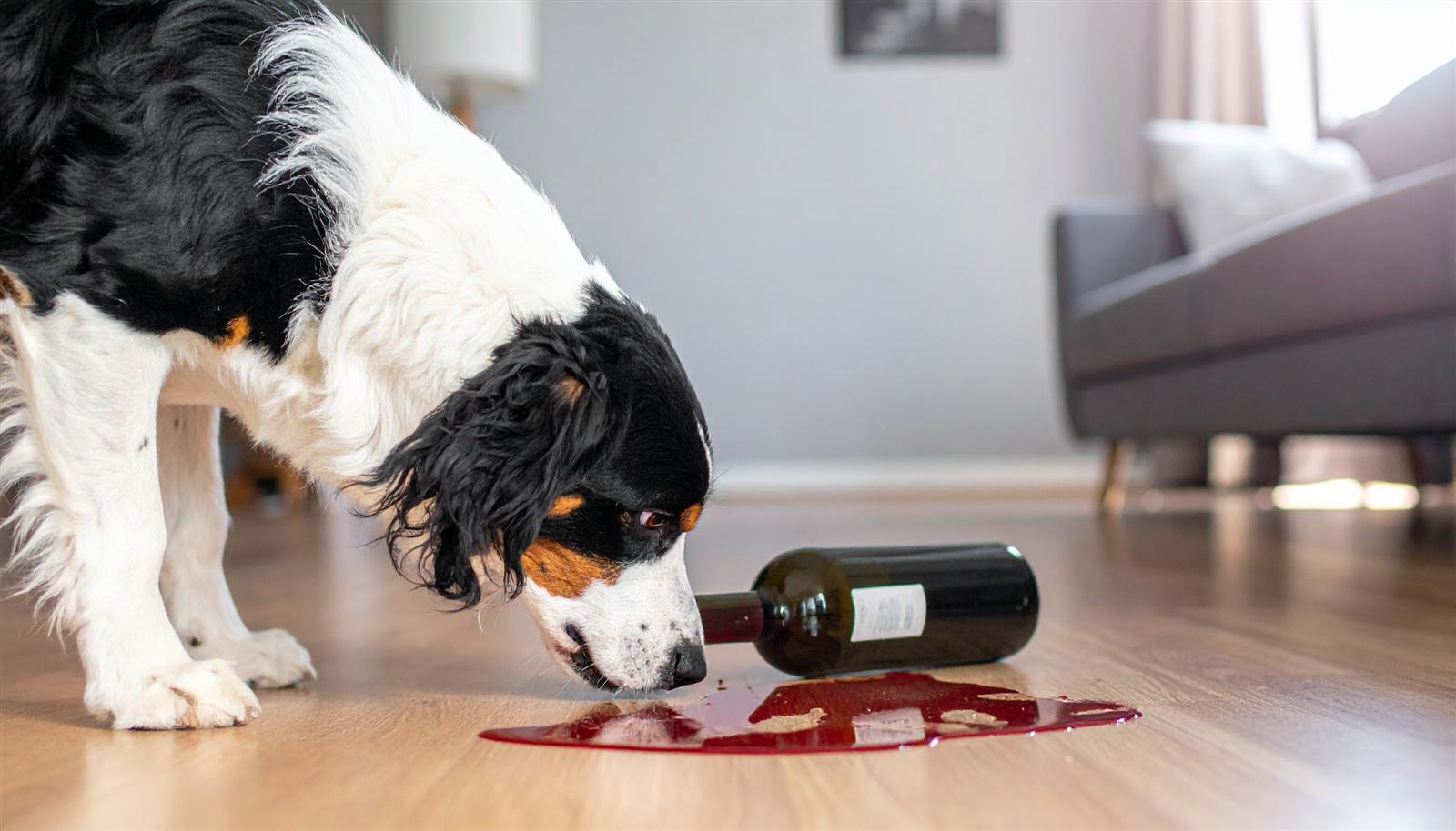 Hund schnuppert an einer umgekippten Flasche mit einer Pfütze auf dem Boden