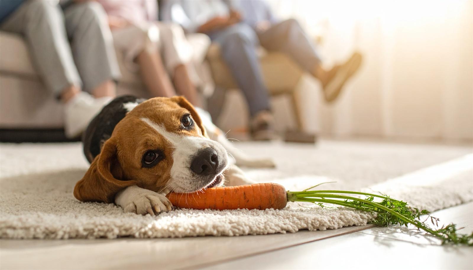 Hund liegt auf einem Teppich und kaut auf einer frischen Karotte