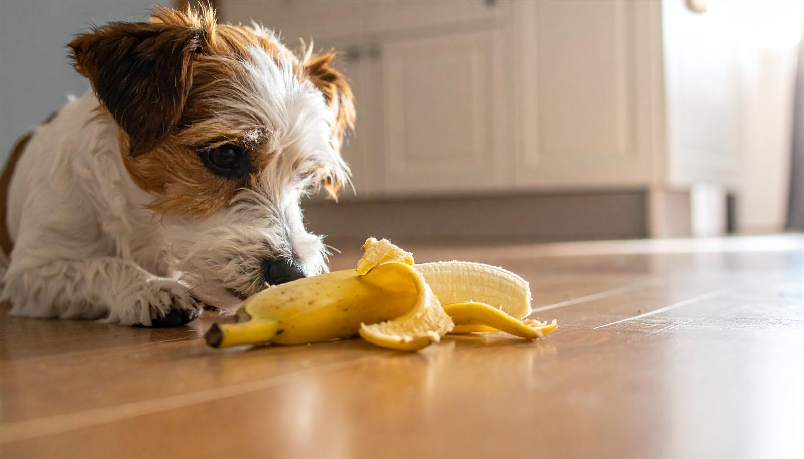 Hond ligt op de keukenvloer naast een geschilde banaan