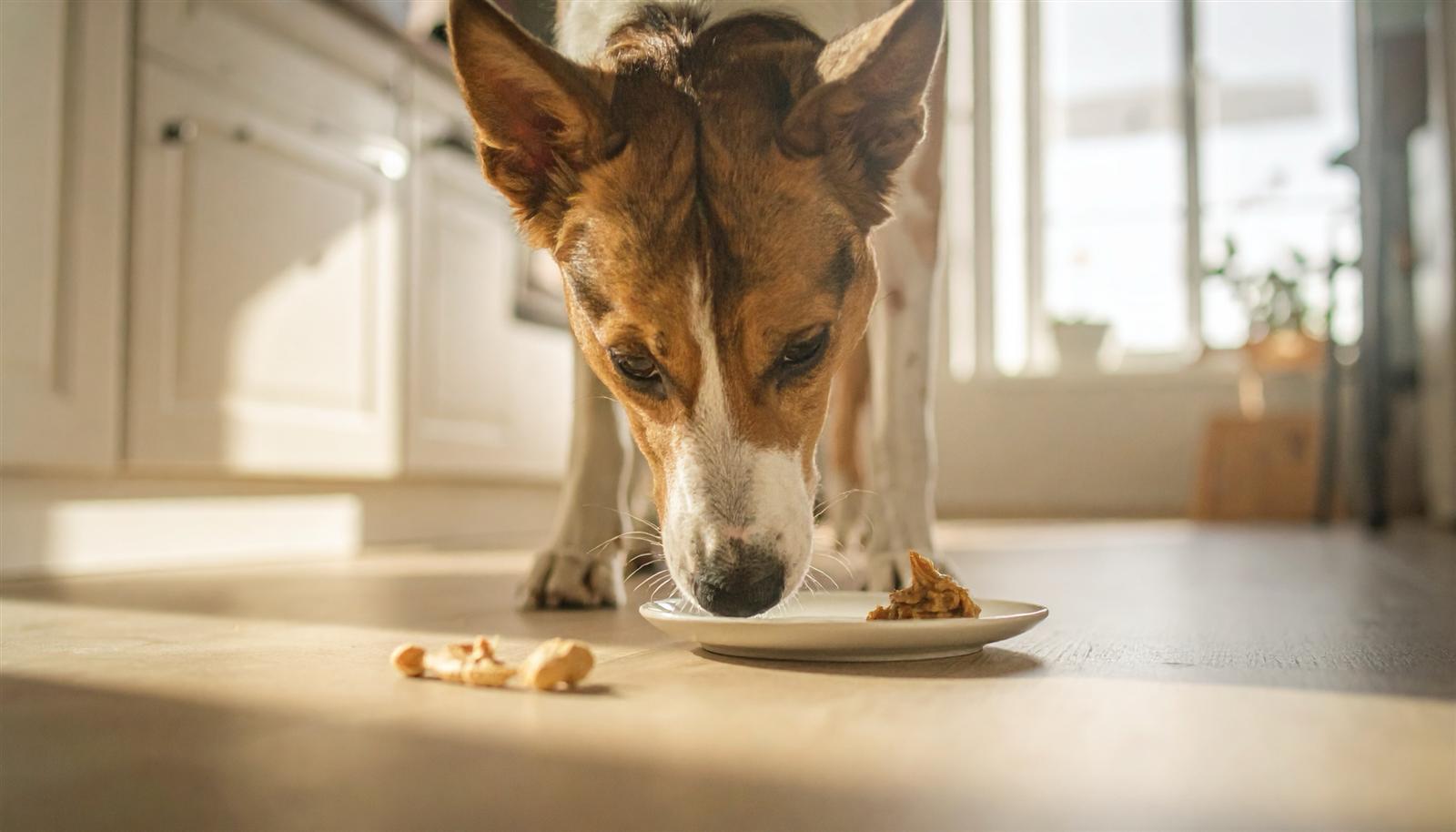 Hund senkt die Nase zu einem Klecks Erdnussbutter auf einem kleinen Teller