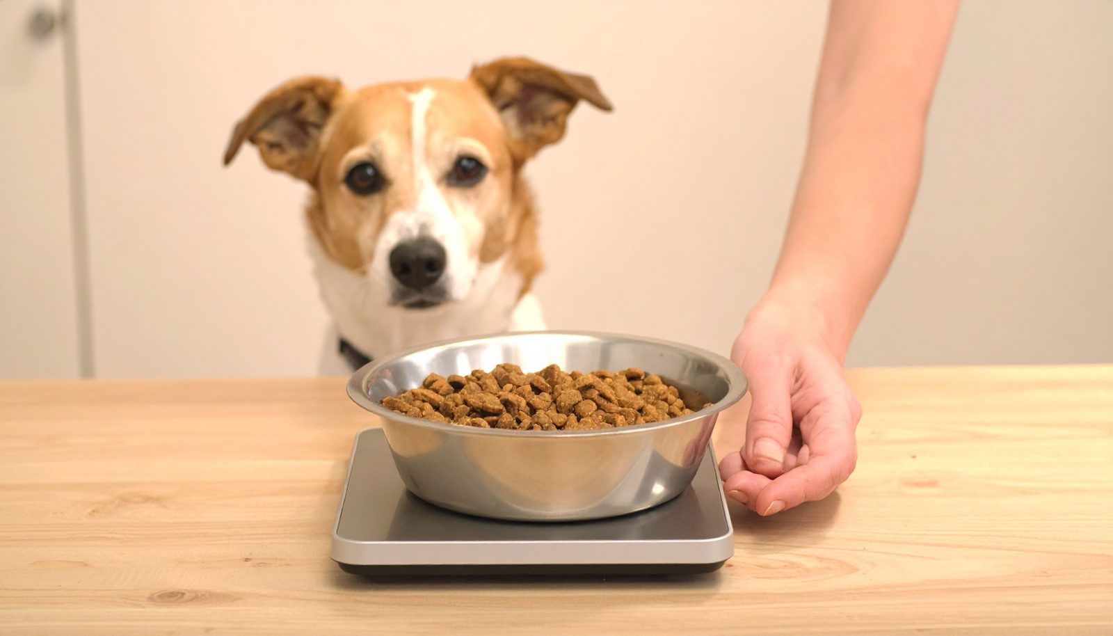 Hond kijkt naar een bak brokken op een keukenweegschaal