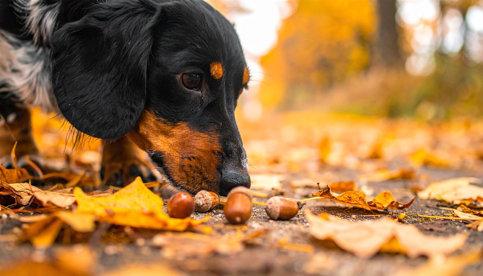 Dackel schnuppert an mehreren Eicheln zwischen Herbstlaub